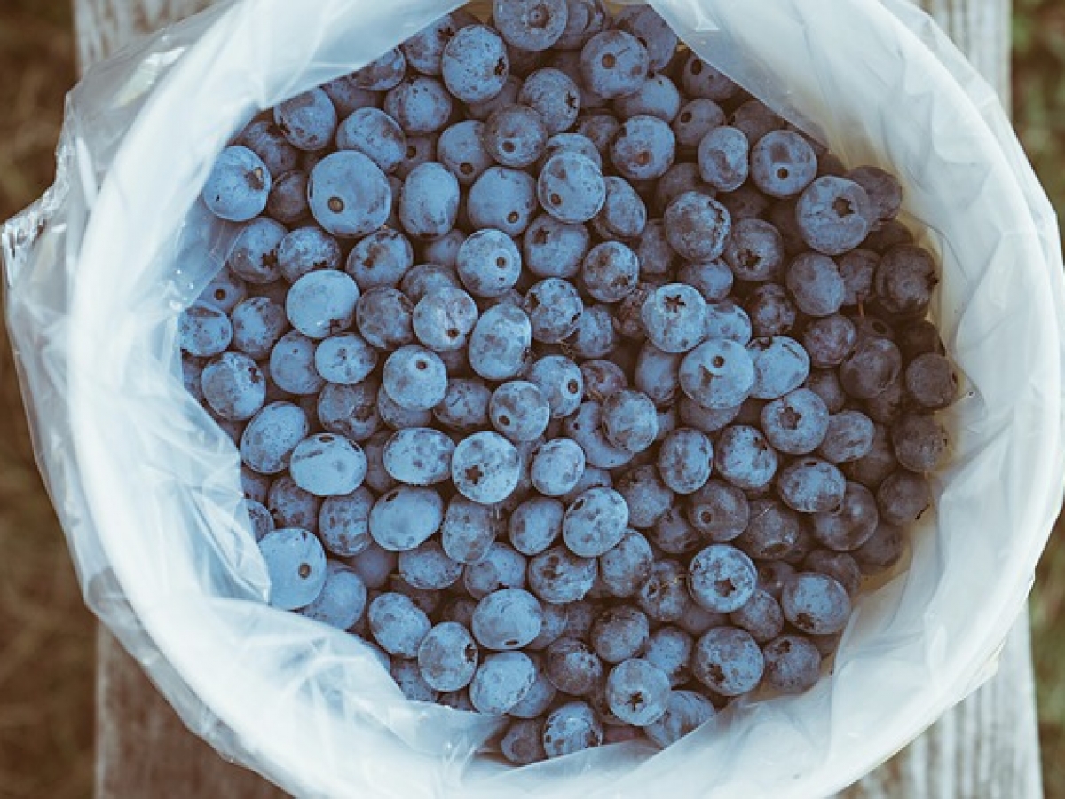 blueberry wine recipe without yeast