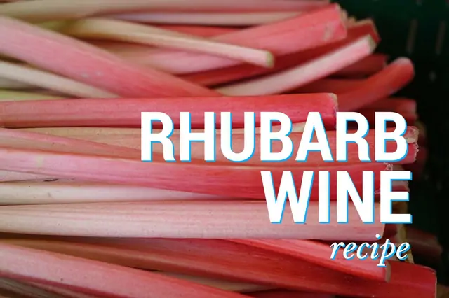 Rhubarb Wine Recipe