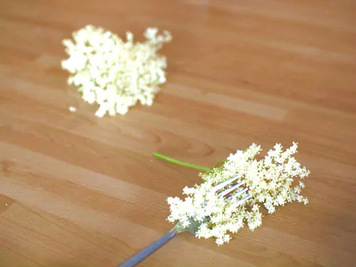 Elderflower Wine Picking