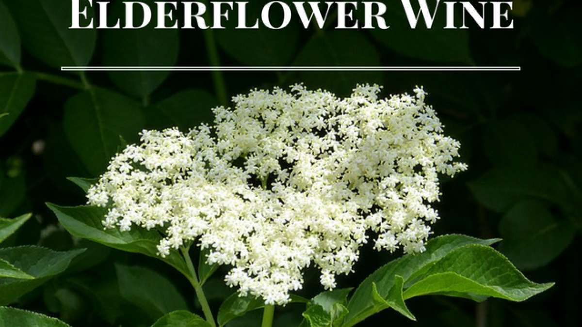 Elderflower Wine Recipe - Light To Medium Bodied