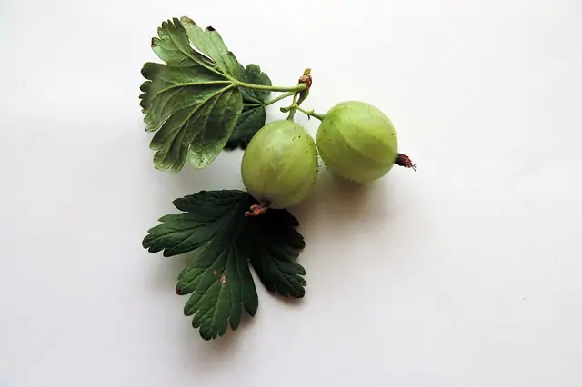 Gooseberry wine recipe