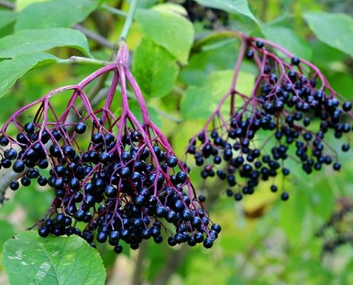 Elderberry Wine Recipe