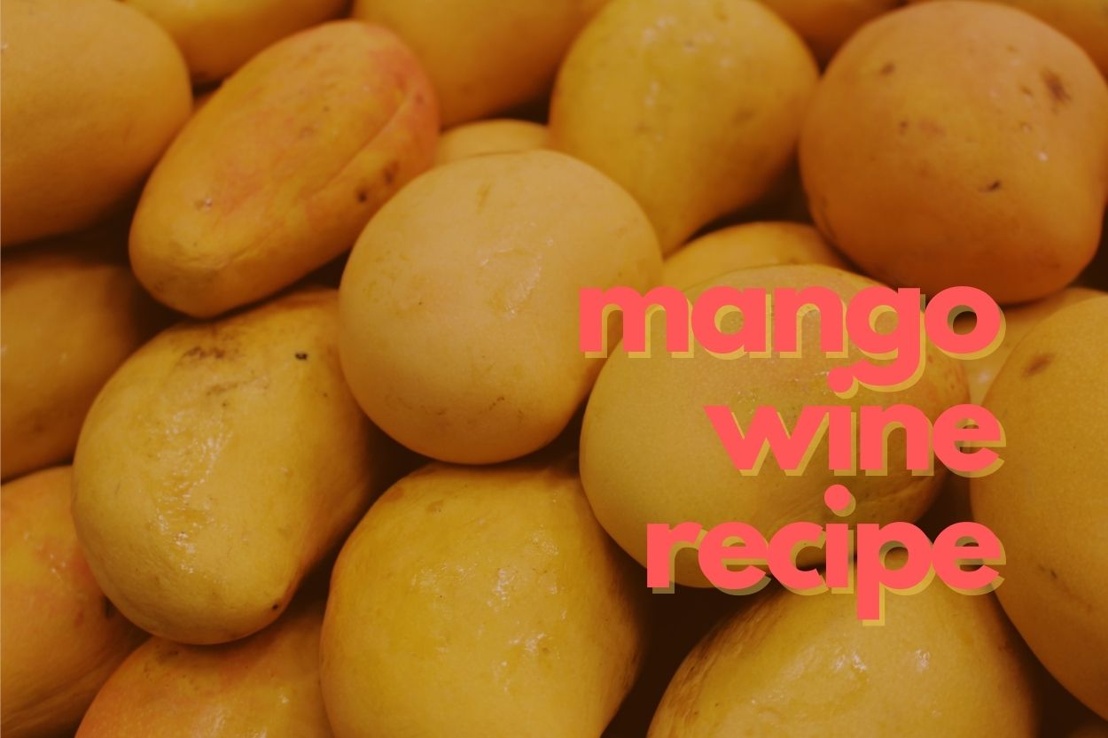 mango wine recipe