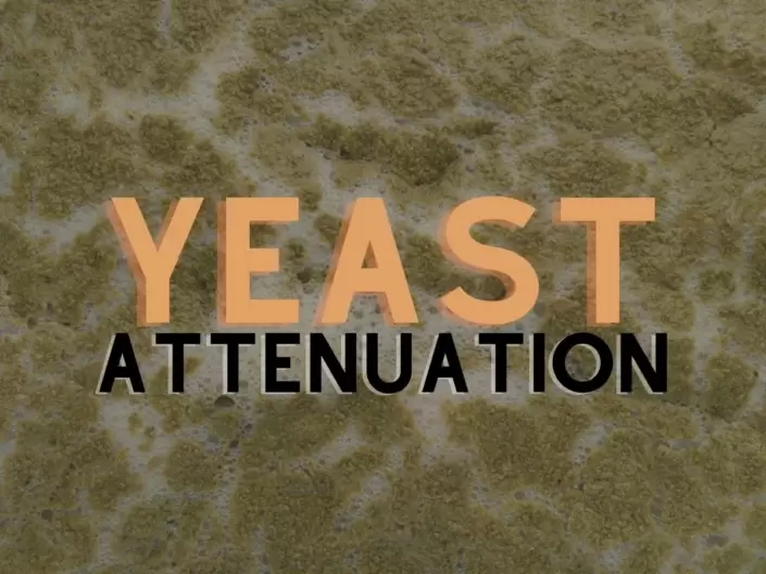 Yeast Attenuation